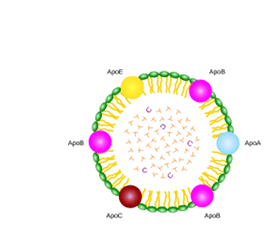 Chylomicron