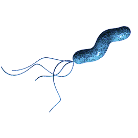 H. pylori